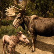 Icon of program: Ultimate Moose Simulator