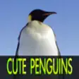 Icon of program: Cute Penguin Pictures