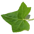 Icon of program: iVI