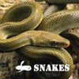 Icon of program: THE SNAKES