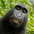 Icono de programa: Sweet Monkey Wallpapers