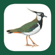 Icon of program: Birds of Germany & Switze…