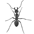 Icon of program: The Ant Colony