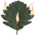Icono de programa: Leaf Burner Arcade