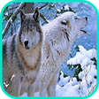 Icono de programa: Wolf Wallpaper