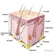 Icono de programa: Dermatology Made Easy