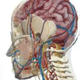 Icono de programa: Anatomy Atlas Free for Wi…