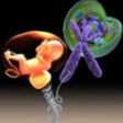 Icon of program: Genetic Disorders and Syn…