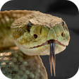 Icono de programa: Rattlesnake Sounds