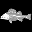 Icono de programa: 3D Fish Anatomy