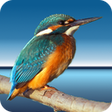 Icon of program: Highlight for Arch Linux …