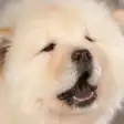 Icon of program: Chow Chow Puzzle