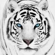 Icon of program: White Tiger Wallpaper HD