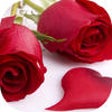 Rose Wallpaper HD icon