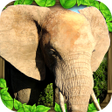 Icono de programa: Elephant Simulator