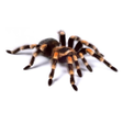 Icono de programa: Spider Video Live Wallpap…