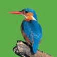Icon of program: AudioZoo: Bird Songs