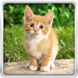 Icono de programa: Cat Kittens Live Wallpape…