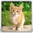 Icon of program: Cat Kittens Live Wallpape…