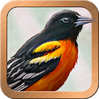 Icono de programa: Gilded Reverie Lenormand