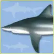 Icon of program: Sharks & Rays - Identific…