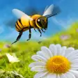 Icon of program: Honey Bee Attack Flying 3…