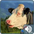 Icon of program: Cow Ringtones