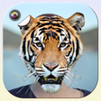 Icon of program: Animal Face Swap Photo Ed…