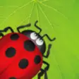 Icon of program: Ladybug Munch