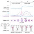 Icon of program: Basal Body Temperature Ca…