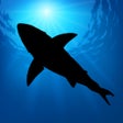 Icon of program: Megalodon