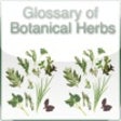 Icon of program: Glossary of Botanical Her…