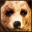 Icon of program: Ultimate Bear Simulator