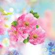 Icon of program: Spring Flower Live Wallpa…