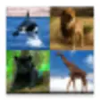 Icon of program: Guess The Animal