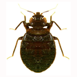 Icono de programa: Bed Bug Field Guide