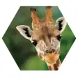 Icon of program: Animals of Africa