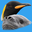 Icono de programa: Antarctic Wildlife Guide