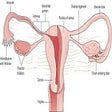 Icono de programa: A-Z Gynecology Ultrasound