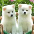 Icon of program: Cute Dogs and Puppy Wallp…