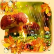 Icono de programa: Autumn Rain live wallpape…