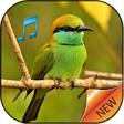 Icono de programa: Bird called ringtone