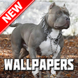 Icon of program: Pitbull Wallpapers HD
