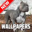 Icon of program: Pitbull Wallpapers HD