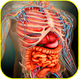 Icon of program: Atlas of Human Anatomy Of…
