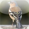 Icon of program: Bird Identifier
