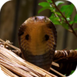 Icono de programa: Cobra Video Live Wallpape…