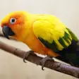 Icon of program: Beautiful Birds Sounds
