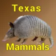 Icon of program: Texas Mammals