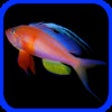 Icon of program: Fishes: Greater Caribbean